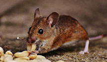 24 Hour & Emergency Exterminators in South Bound Brook, NJ